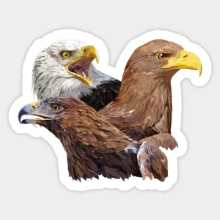 Golden eagle and eagle Sticker